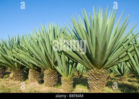 Les plantes en sisal (Agave sisalana) produisent une fibre raide traditionnellement utilisé dans la fabrication de cordes de plantation de sisal en Tanzanie de Pangani Banque D'Images