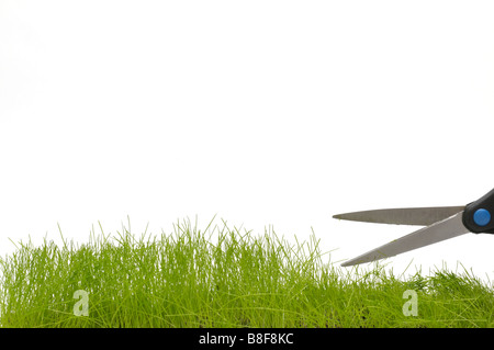 Couper l'herbe avec une paire de ciseaux Banque D'Images