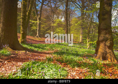 Jacinthes des bois, Lickey à Worcestershire, Angleterre, Royaume-Uni Banque D'Images