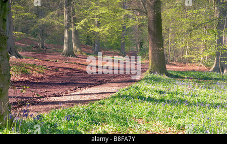 Bluebells à Lickey Hills, Worcestershire, Angleterre, Royaume-Uni Banque D'Images