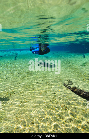 Free diver explore le paysage sous-marin vers le bas flottant Olho D'Agua river Bonito Mato Grosso do Sul, Brésil Banque D'Images