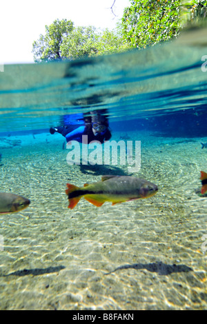 Free diver explore le paysage sous-marin vers le bas flottant Olho D'Agua river Bonito Mato Grosso do Sul, Brésil Banque D'Images