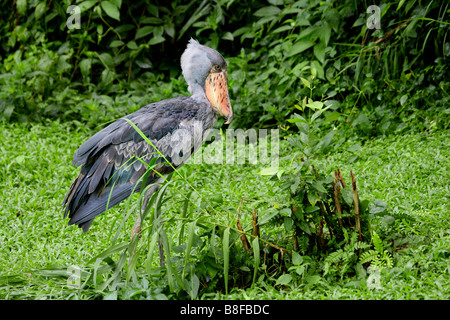 À tête de baleine cigogne, bec-en-sabot du Nil (Balaeniceps rex), dans un pré Banque D'Images