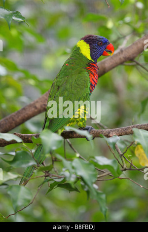 Lory arc-en-ciel (Trichoglossus haematodus), assis sur un arbre Banque D'Images