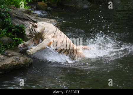 Tigre du Bengale (Panthera tigris tigris), sauter hors de l'eau, forme blanche Banque D'Images