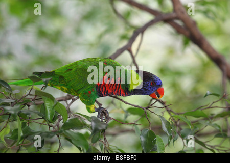 Lory arc-en-ciel (Trichoglossus haematodus), escalade sur les rameaux d'un arbre Banque D'Images