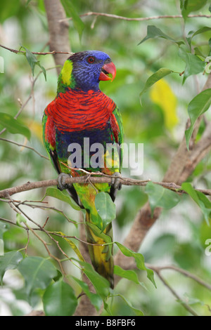 Lory arc-en-ciel (Trichoglossus haematodus), assis sur une branche dans un arbre Banque D'Images