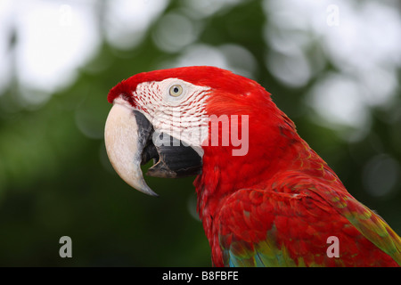 Ara rouge (Ara macao), portrait Banque D'Images