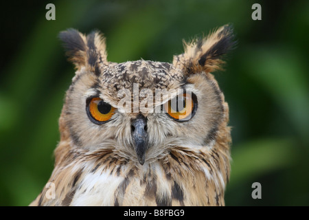 Aigle forestier d'Amérique (Bubo nipalensis), portrait Banque D'Images