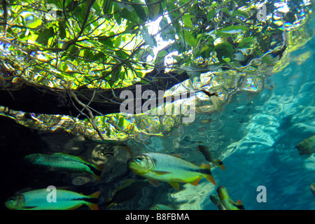 Characins ou piraputangas, Brycon hilarii, à la rivière Prata, bonite, Mato Grosso do Sul, Brésil Banque D'Images