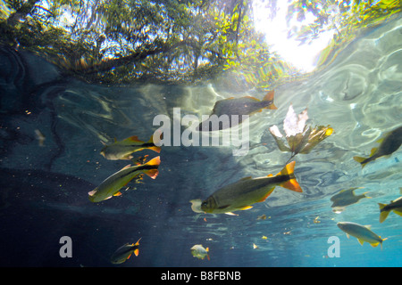 Characins ou piraputangas, Brycon hilarii, à la rivière Prata, bonite, Mato Grosso do Sul, Brésil Banque D'Images