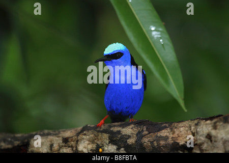 Red-legged honeycreeper (Cyanerpes cyaneus), assis sur une branche Banque D'Images