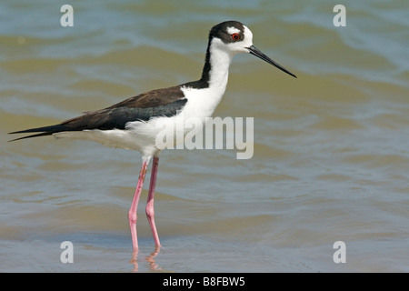 Échasse d'patauge dans les eaux peu profondes de l'intérieure des terres salines Salton Sea en Californie du sud. Banque D'Images