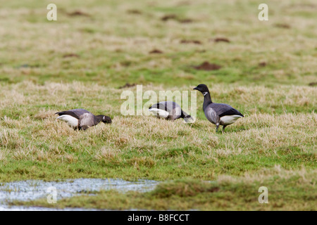 La Bernache cravant à ventre sombre (Branta bernicla) trois oiseaux sur les herbages de pâturage Banque D'Images