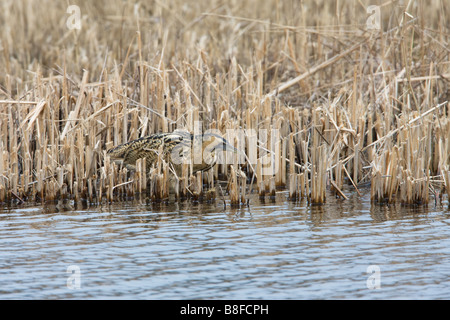 Butor étoilé Botaurus stellaris alimentation des adultes en eau peu profonde en coupe Bullrush roseaux Banque D'Images