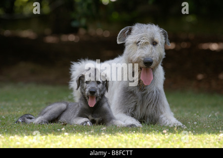 Irish Wolfhound (Canis lupus familiaris), chiot avec son père lying on grass Banque D'Images