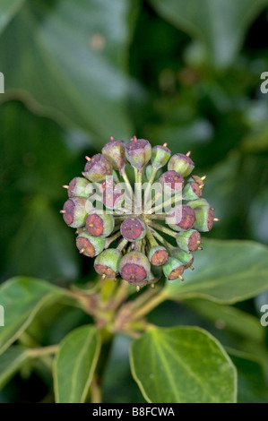 Fruits de lierre, Hedera helix Banque D'Images