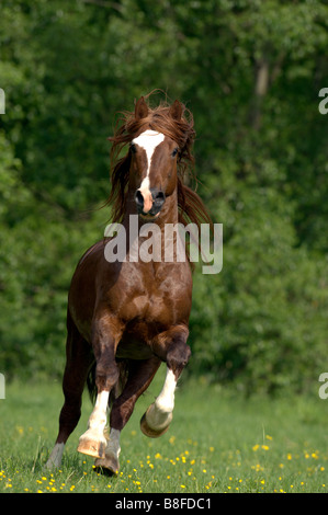 Welsh Cob (Equus ferus caballus), étalon galopant vers l'appareil photo Banque D'Images