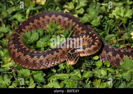 Adder, Vipera berus, sur le sol en été à Dorset Banque D'Images