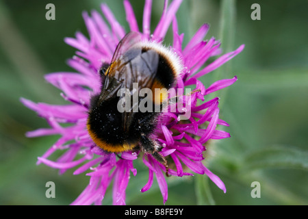 Buff Tait Bumble Bee, Bombus terretris, recueillant du pollen de la grande Knapweed, Centaurea scabiosa, en août à Dorset, au Royaume-Uni Banque D'Images