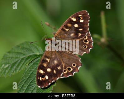 Papillon en bois moucheté, parage aequeria, reposant sur la brousse, Rubus frucosus agg, quitte en août à Dorset UK Banque D'Images