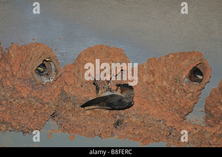 Un parent Cave Swallow, Petrochelidon fulva, rss jeunes au nid fixé sur le dessous d'un pont dans l'Oklahoma, USA. Banque D'Images