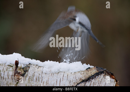 F Turdus Fieldfare s'envoler dans la neige Banque D'Images