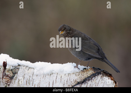 Turdus merula Blackbird femelle sur log in snow Banque D'Images