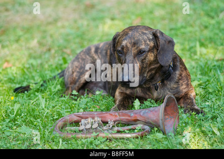 Coup d'humour du chien - gardien de la trompette Banque D'Images