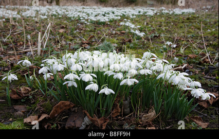 Snowdrop Galanthus nivalis commun dans le bois local Banque D'Images