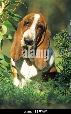 Basset Hound (Canis lupus familiaris), portrait Banque D'Images