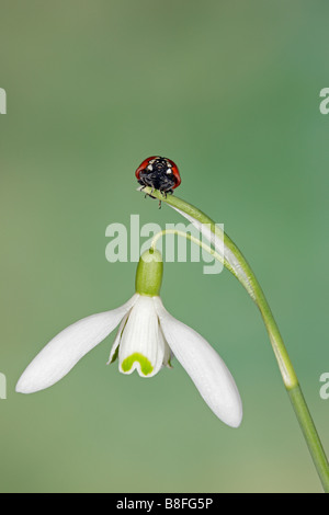 7-spot Ladybird - Coccinella 7-punctata sur Snowdrop Galanthus nivalis Banque D'Images