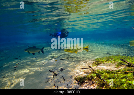 Free diver explore le paysage sous-marin vers le bas flottant Olho D'Agua river Bonito Mato Grosso do Sul, Brésil Banque D'Images