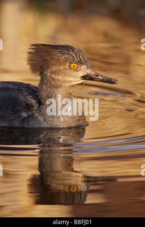 Poule canard bec-scie sur le lac Victoria, British Columbia Canada Banque D'Images