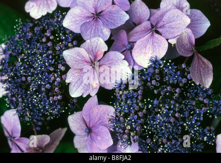 Hortensia bleu Banque D'Images