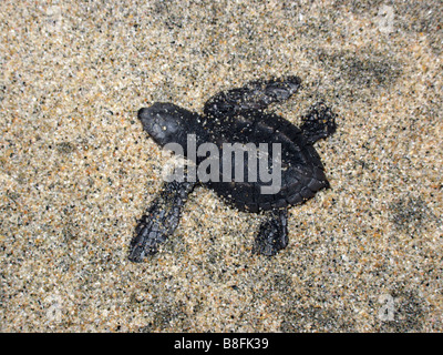 Après l'éclosion, tortue de Kemp tortue de mer, une espèce en voie de disparition, rampe vers l'océan sur la plage de Sayulita Banque D'Images