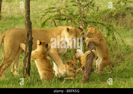 Lionne avec oursons, Masai Mara, Kenya Banque D'Images