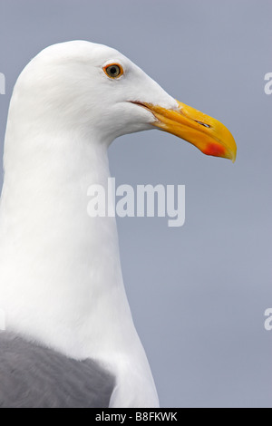 Western Larus occidentalis wymani head shot Banque D'Images