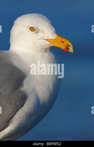 Goéland argenté Larus argentatus smithsonianus adulte en plumage nuptial perché sur la roche avec comme toile de fond de l'océan Banque D'Images