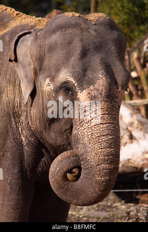 L'éléphant d'Asie Elephas maximus parfois aussi connu sous le nom de l'indien à l'éléphant dans le Leicestershire Banque D'Images