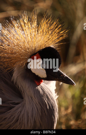 Grue couronnée Balearica est-africaine regulorum gibbericeps Banque D'Images