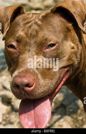 Pit Bull dog, vallée du ruisseau Wissahickon vert, Fairmount Park, Philadelphie, Pennsylvanie. Banque D'Images