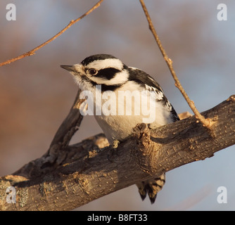 Une femelle Pic Downey est perché sur une branche d'arbre. Banque D'Images