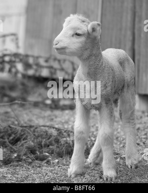 Grande image d'un agneau très mignon à la ferme Banque D'Images