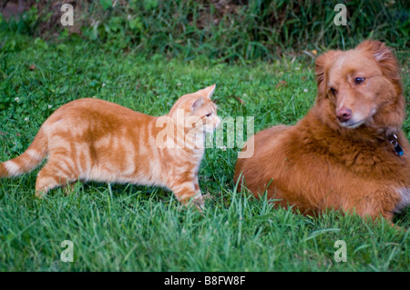 La tension monte entre un chat et chien le partage d'un yard Banque D'Images