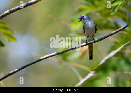 Petite femelle (minivet rouge Pericrocotus cinnamomeus) dans Bandhavgarh National Park, Madhya Pradesh, Inde Banque D'Images