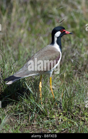 Red-réorganisation sociable (Vanellus indicus) dans Bandhavgarh National Park, Madhya Pradesh, Inde Banque D'Images