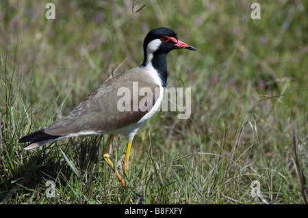 Red-réorganisation sociable (Vanellus indicus) dans Bandhavgarh National Park, Madhya Pradesh, Inde Banque D'Images