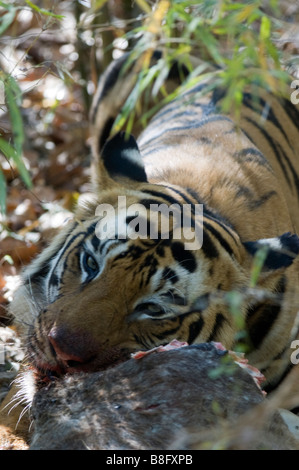 Homme tigre (Panthera tigris) sur un kill dans Bandhavgarh National Park, Madhya Pradesh, Inde - connu sous le nom de 'Challenger' Banque D'Images