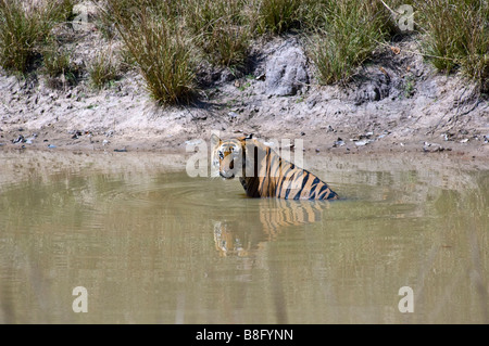 'Challenger' Homme tigre du Bengale (Panthera tigris) de vous rafraîchir dans un étang dans Bandhavgarh National Park, Madhya Pradesh, Inde Banque D'Images